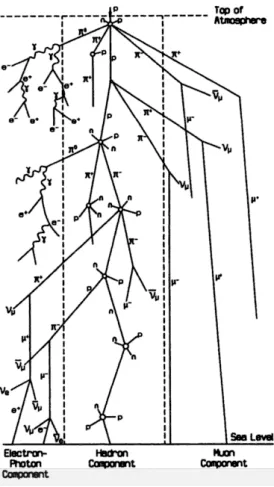 Figure 2.1: Schematic view of an extensive air shower produced by a primary proton. From [53].