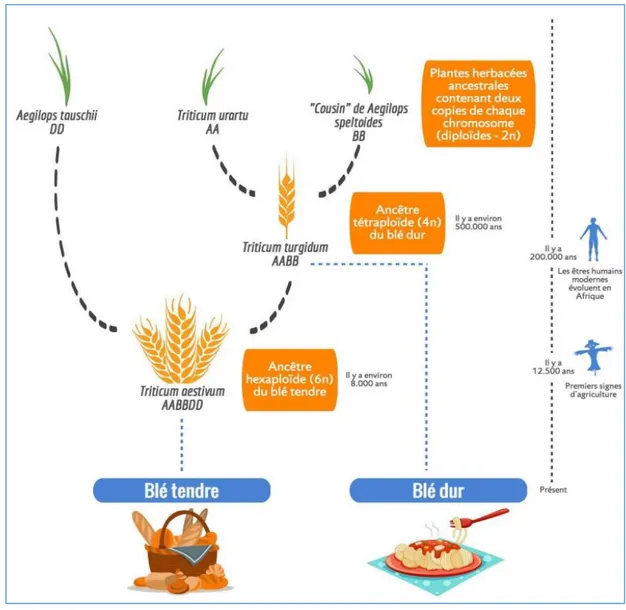Figure 1 : Origin génétique des blés cultivés ( www.wheatgenome.org ). 