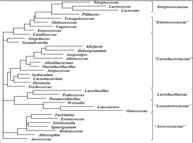 Figure  1.  Dendrogramme  consensus  reflétant  les  relations  phylogénétiques  de  l’ordre  des 