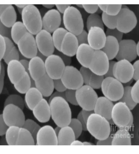 Figure  2.  Lactococcus  lactis  subsp.  lactis  sous  forme  de  cellules  ovoïdes  par  paire  et  en 