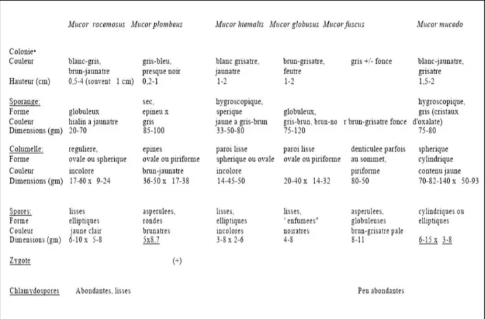 Figure 5. Aspect macro et microscopique de Mucor racemosus 