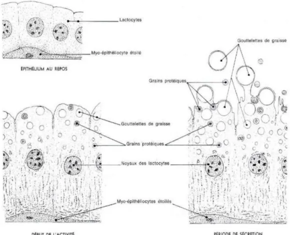 Figure 2 : Schéma d’une coupe histologique de lactocytes  