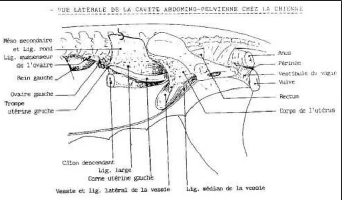 Figure 01: Appareil génital de la chienne en place (Châtelain, 1996). 