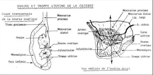 Figure 02: Bourse ovarique et moyens de fixité de l'ovaire (Châtelain, 1995). 