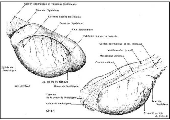 Figure 05 : Anatomie du testicule de chien (Barone,2001). 