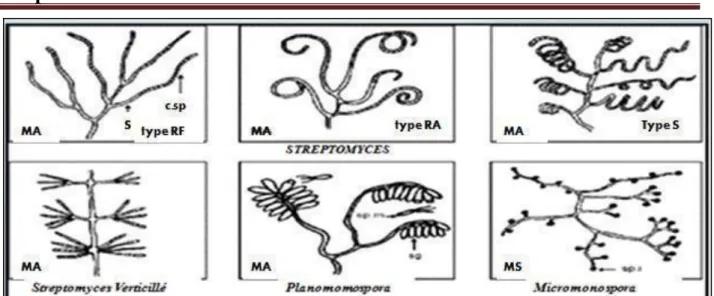 Figure 3 : Aspect micro-morphologique de quelques espèces d’actinobactéries (Sabaou, 1988)