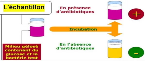 Figure 03 : Principe du test d‟acidification (Singleton, 2008). 