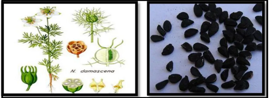 Figure 04 : Nigelle et ses graines (site web 3 et 4)  II.5. L’origan 