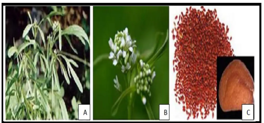 Figure 06: Aspect morphologique de L. Sativum (Yahya et al., 1994).   A : feuilles ; B : fleurs ; C : Les graines 