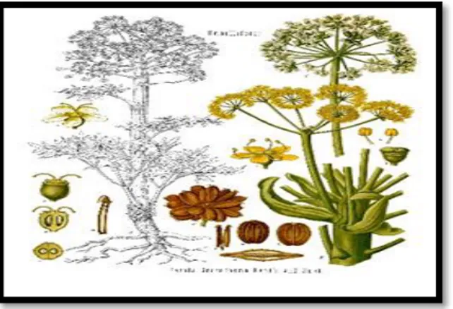 Figure 08 : La morphologie du Ferula assa-foetida L (Akhlaghi et al., 2012).  II.9. Le girofle 