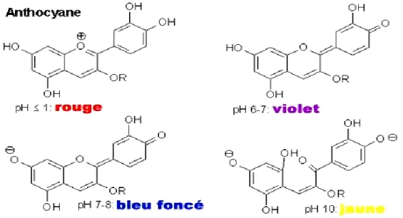 Figure 13: Structure de base des anthocyanes (Cooke et al., 2005).  