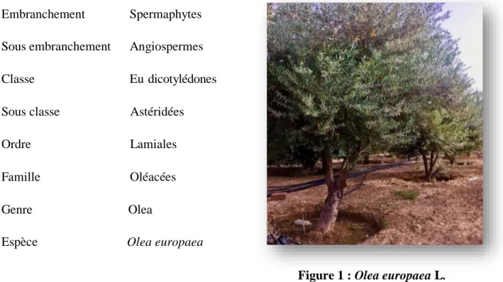Figure 1 : Olea europaea L . 
