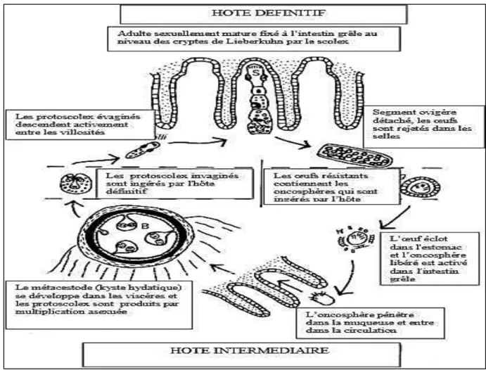 Figure  2: Le cycle évolutif basique d’E. Granulosus  (Thompson,  1995) 