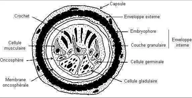 Figure  4: Schéma  d’un oeuf  d’E.granulosus (Eckert et al., 2001) 