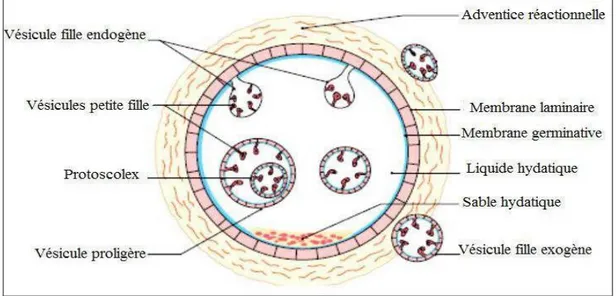 Figure  5: Structure  schématique  du kyste  hydatique  (Carmoi  et al., 2008). 