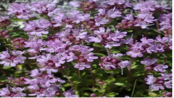 Figure  11: zataria multiflora 