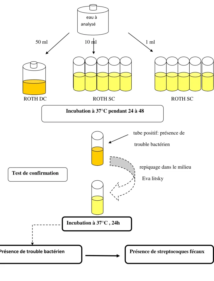 Figure 8 : Recherche et dénombrement des streptocoques fécaux dans l’eau((Lebres et 