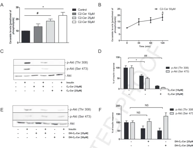 Figure 2: Effect of hypothalamic exogenous ceramide metabolism on insulin resistance in GT1-7 cells