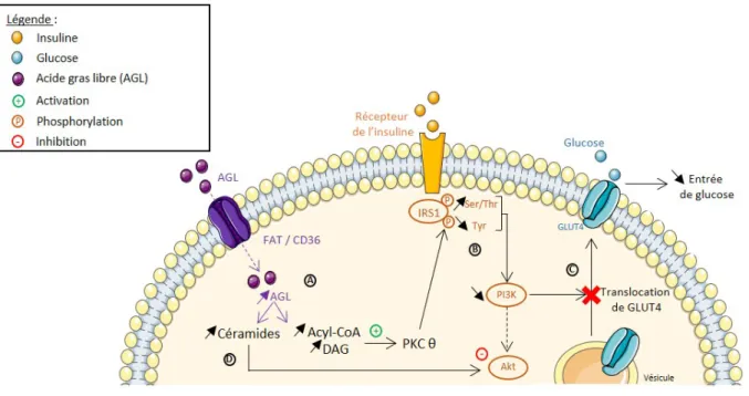 Figure 2 : Effets des acides gras libres sur l’entrée de glucose dans les cellules musculaires