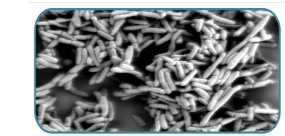 Figure 6 : Les firmicutes (Anonyme 5). 