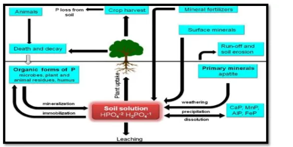 Figure 9 : Mouvement de phosphate dans le sol (Cherif, 2014).   
