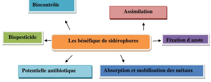 Figure 12 : Les fonctions biologiques des sidérophores (Boulanger, 2009).          Les bénéfique de sidérophores  
