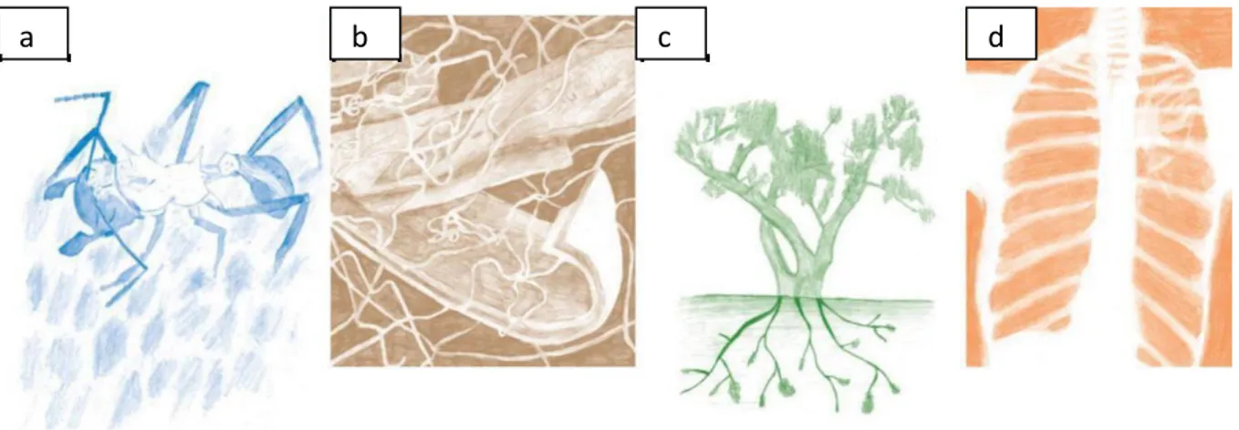 Figure 3.  Actinobactéries dans  la nature. (a) Une fourmi coupeuse de feuilles  Acromyrmex 