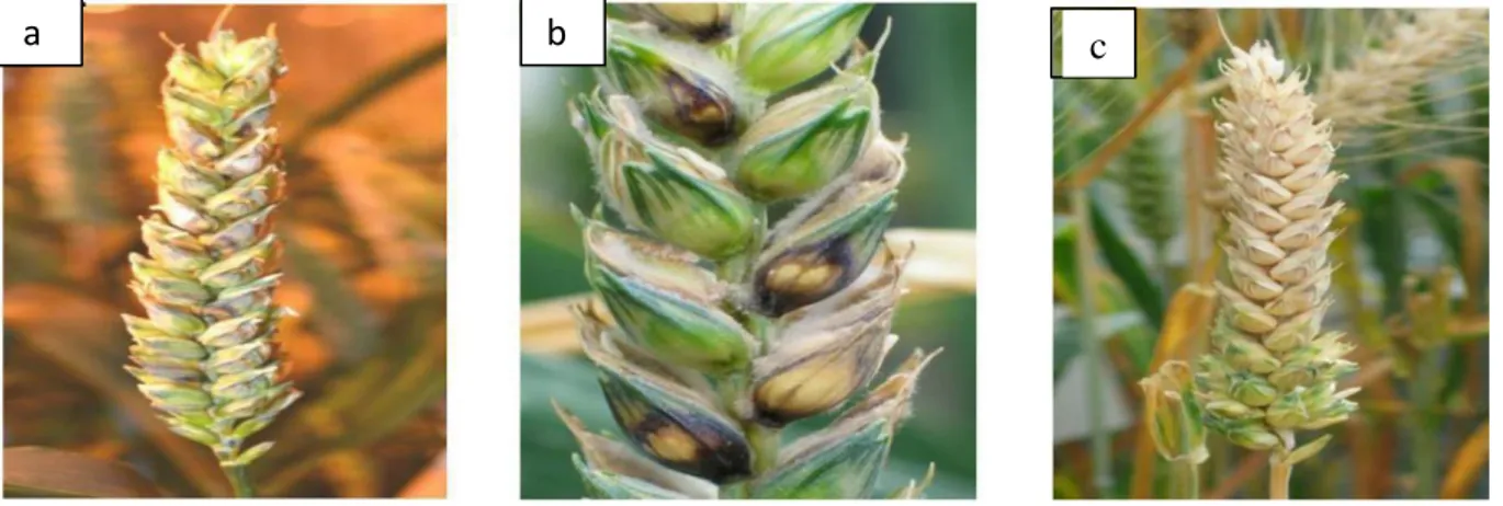 Figure 5 : Photographies d’épis de blé fusariés présentant des symptômes de nécroses (a) avec 