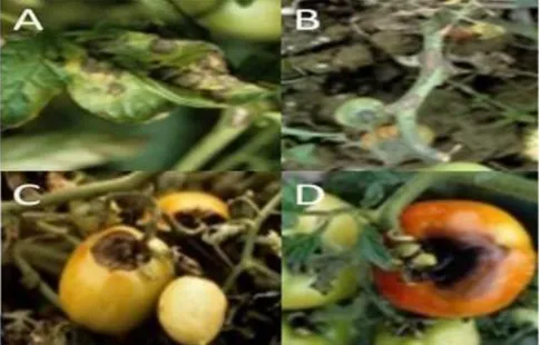 Figure  6.  Symptômes  d’alternariose  sur  feuilles  (A),  tiges  (B),  et  fruits  (C,  D)  de  tomate  (Milet, 2017)
