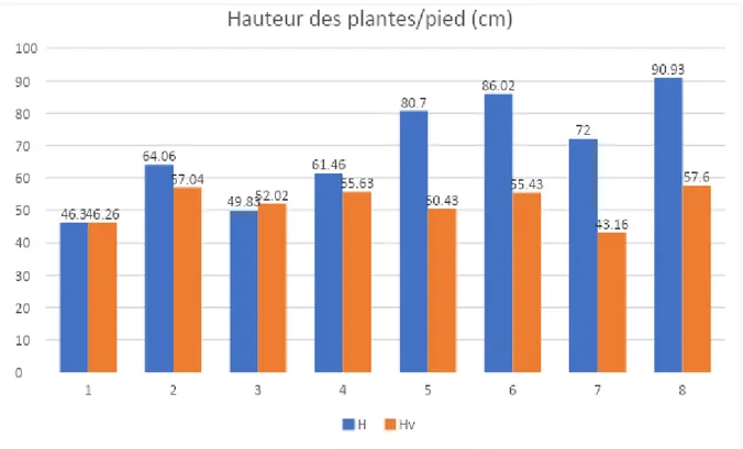 Figure n°13 : Variation de la longueur des plantes totale chez cultures fourragères et la vesce  dans les traitements chez les associations étudiées