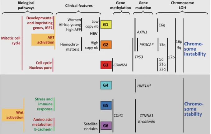 Figure  6. Classification transcriptomique des CHC proposée par l’équipe de Zucman-Rossi