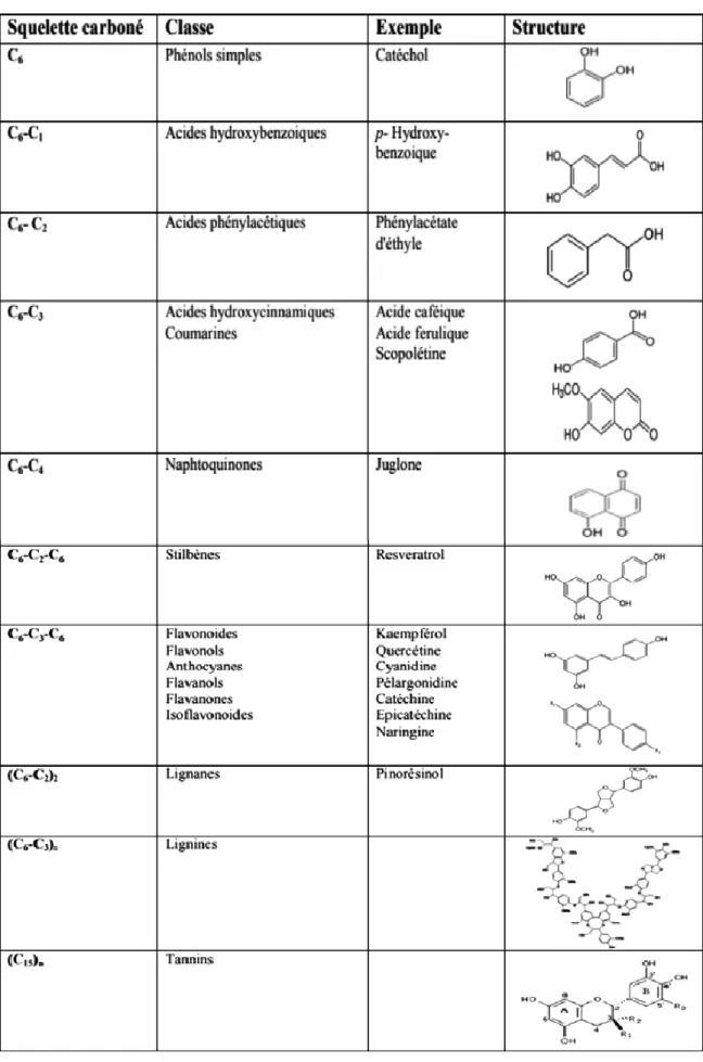 Tableau 5 : Principales classes des composés phénoliques  [53,54]. 