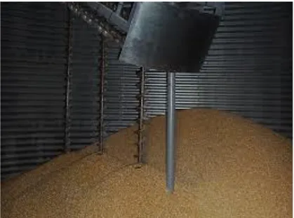 Figure 6 : séchages des graines des denrées stockés (Gaillard, 2011) 