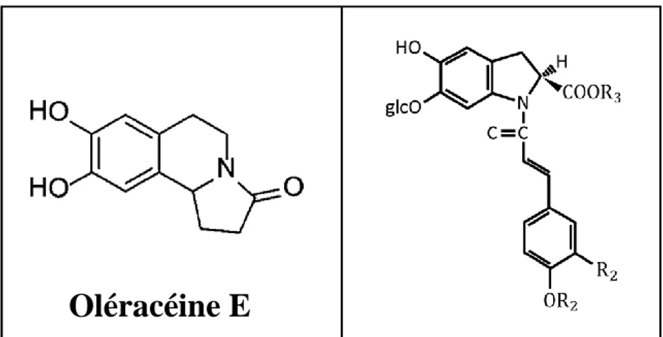 Figure 3. Structure des alcaloïdes phénoliques (Oléracéine A, B, C, D et E) (Jie et al., 2008)