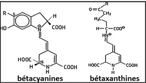Figure 4. Structures chimiques de bétacyanine et bétaxanthine (Chandrasekhar J et al., 2015)