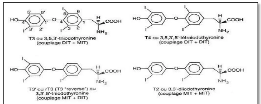 Figure 10  :  Iodothyronines formées après couplage par la TPO (Cahnmann and  Nunez, 1981) 