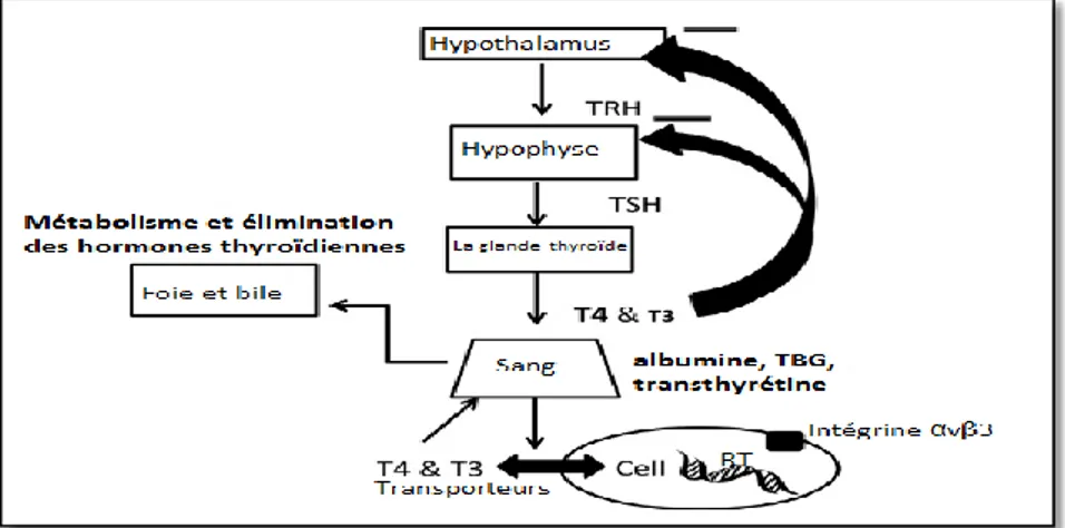 Figure 13 :  Régulation de la production de l’hormone thyroïdienne (Brent, 2012)