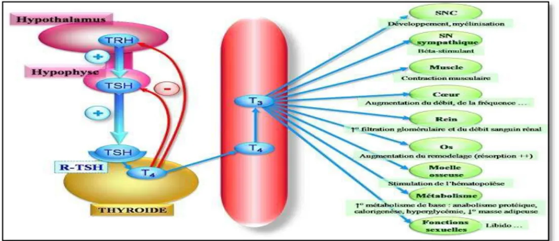 Figure 16  :  Axe hypothalamo-hypophysaire-thyroïde et rôles multiples des hormones                     thyroïdiennes (Adrien Nedelec  , 2014).