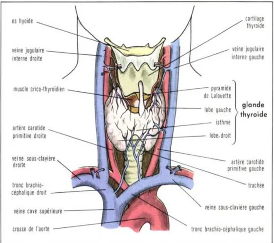 Figure 02: Anatomie de la thyroïde 