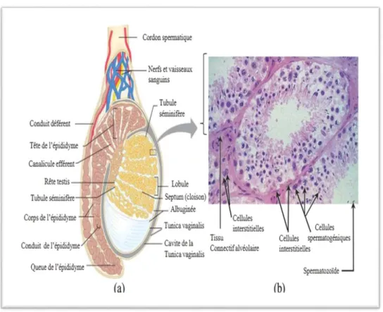 Figure 09 : Structure de testicule : (a) coupe sagittale partielle a travers le testicule et 