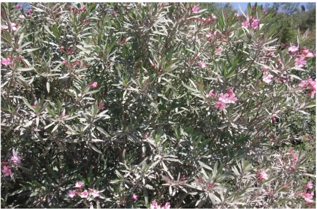Figure 1. Arbuste de Nerium oleander (originale ,2020). 