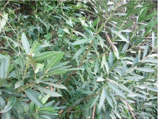 Figure 3. Fleurs de Nerium oleander (originale ,2020). 