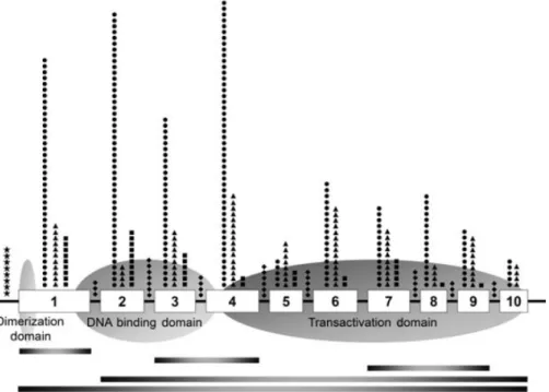 Figure 6 : Distribution des mutations dans les différentes régions du gène HNF1A : promoteur, 10 exons et  sites d’épissage [38]