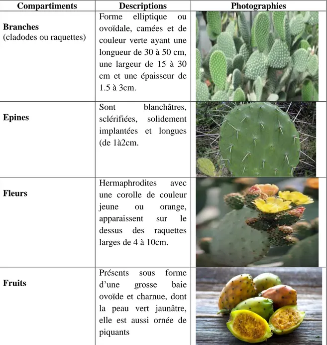 Tableau I: caractéristiques morphologique de l’opuntia ficus indica (Neffar, 2012 et  Mulas M