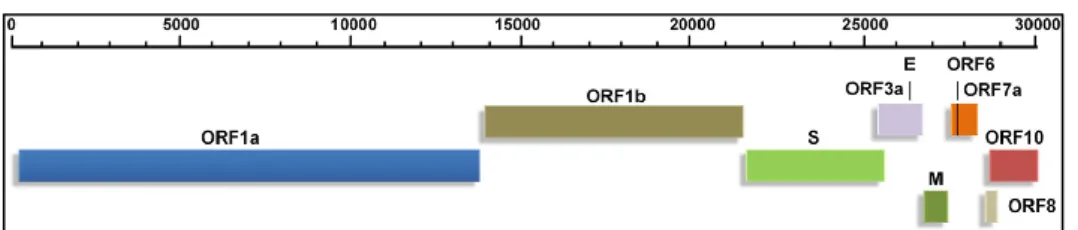 Figure 03. Organisation génomique du SARS-CoV-2 (Kumar et al., 2020).  6.  Transmission 