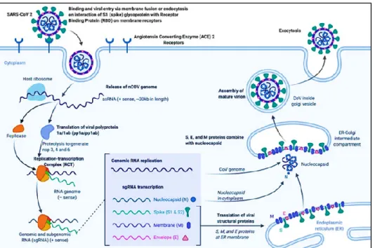 Figure 05. Entrer et réplication du SARS-CoV-2 dans les cellules hôtes (Microbe Notes,  2020a)
