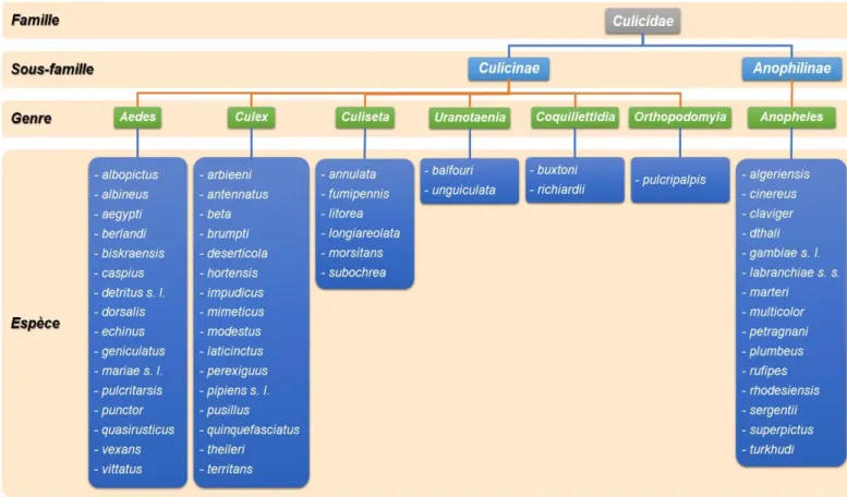 Figure 01 : Systématique générale des Culicidae présents en Algérie (d’après Amara Korba, 