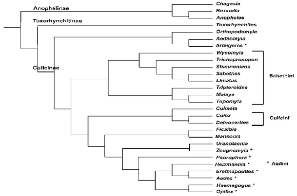 Figure 02 : l’arbre phylogénétique de la famille des culicidae (Harbach, 2007) 
