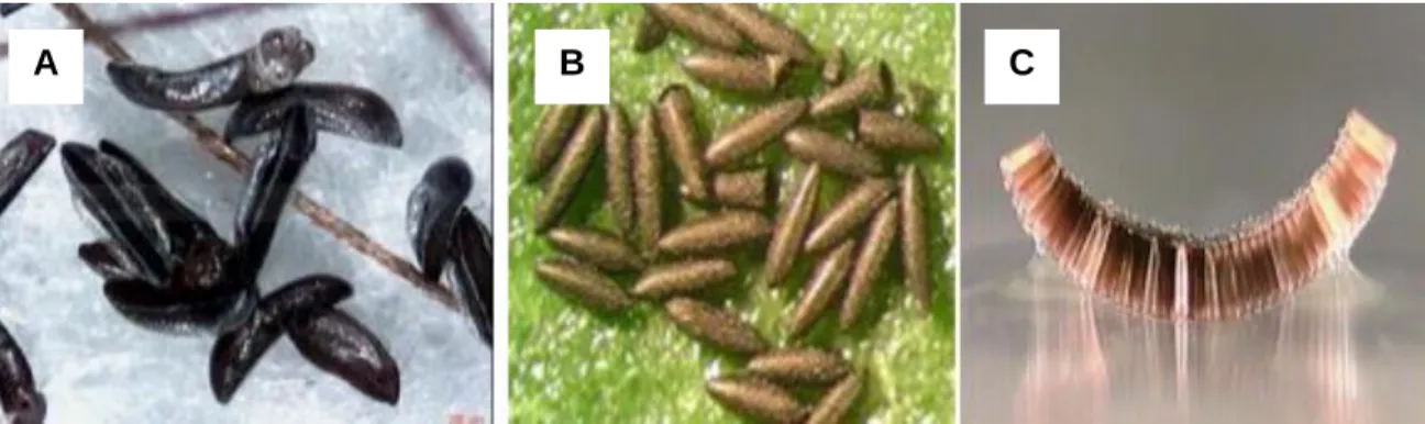 Figure 03 : Les œufs des trois genres des Culicidés. (A) : Anophèles, (B) : Aedes, (C) : Culex 