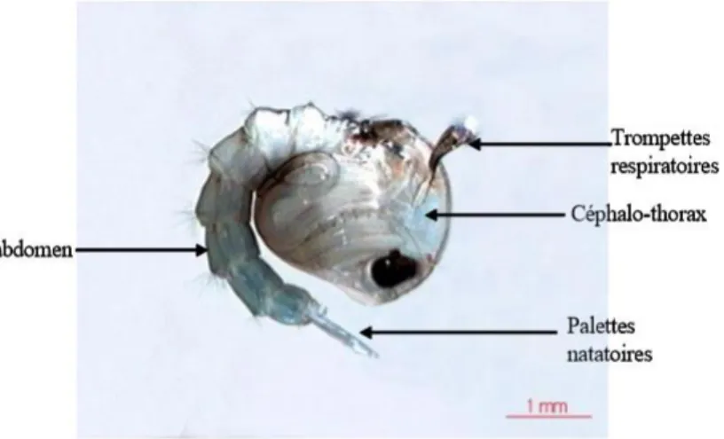 Figure 05: Aspect général d’une nymphe de Culicidé. (Berchi, 2000) 